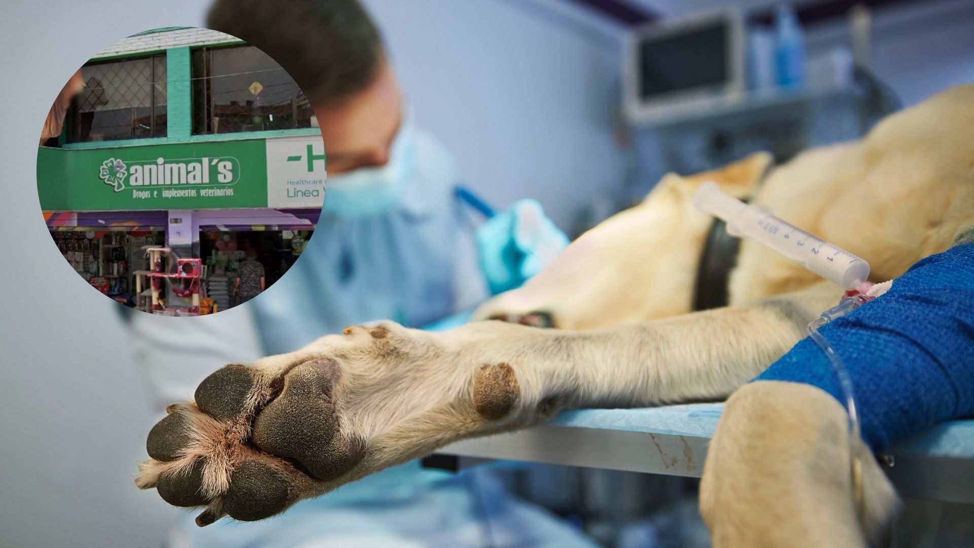 Imagen de perro en veterinaria por nota sobre muerte de canino en Bogotá