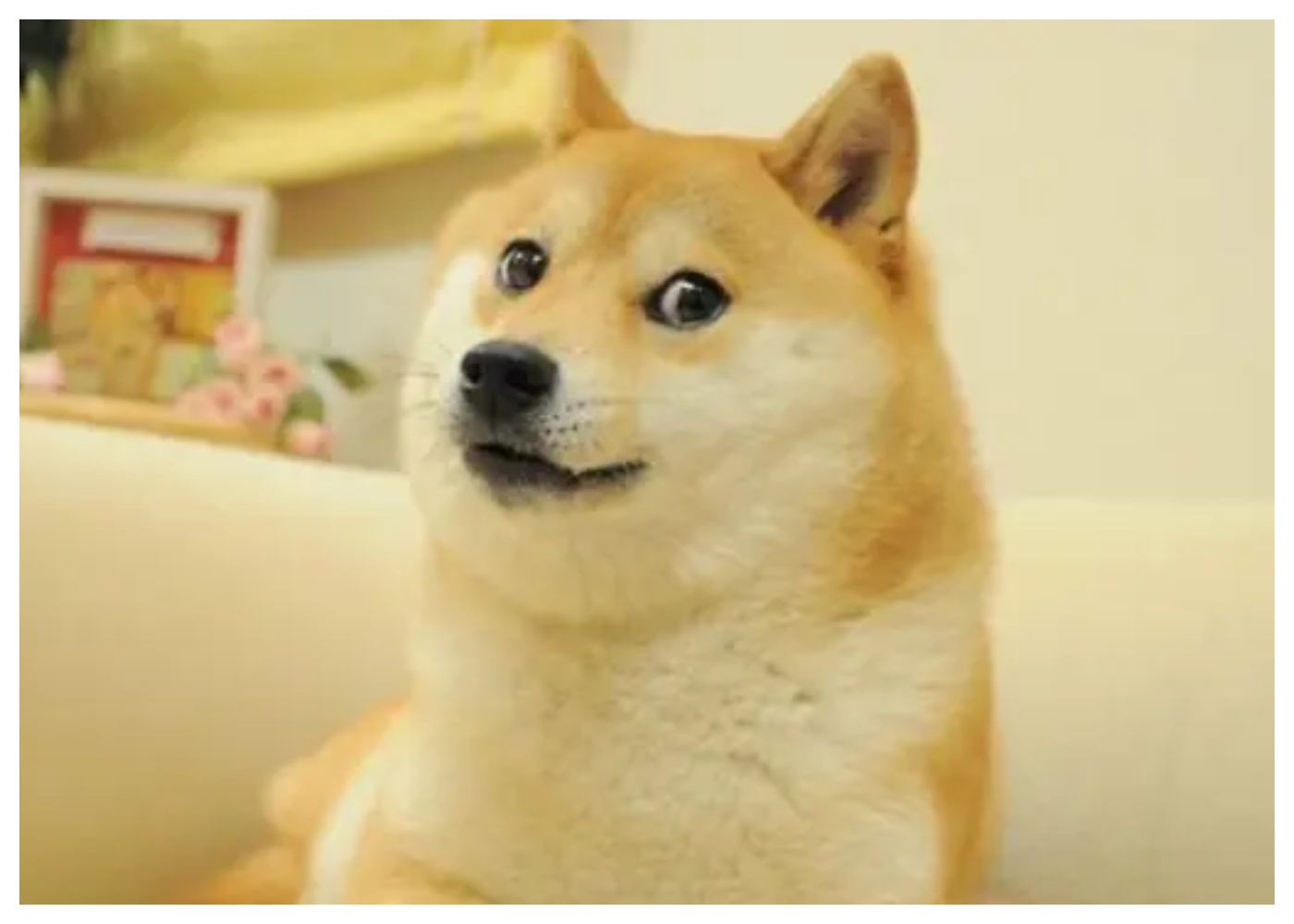 Murió Kabosu, el perro del meme Doge en Japón 