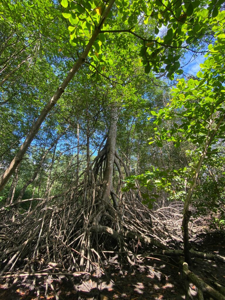Manglares de Tumaco. Foto: Pulzo