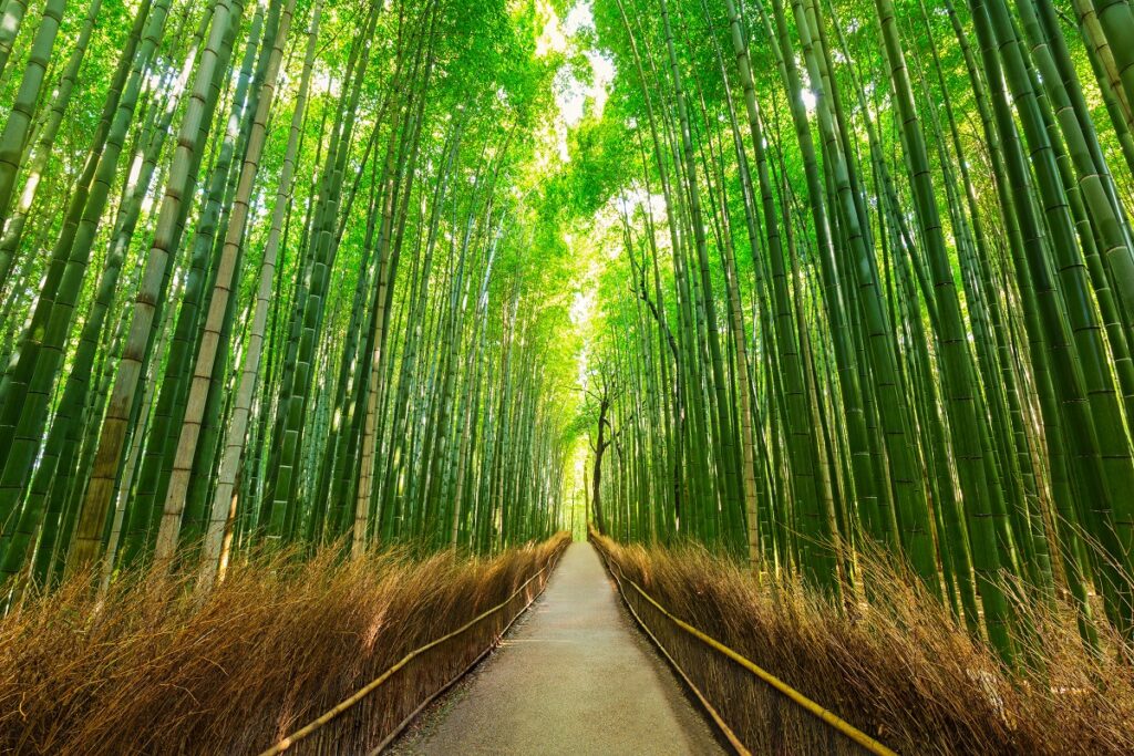 Bosque de bambú de Arashiyama / Shutterstock