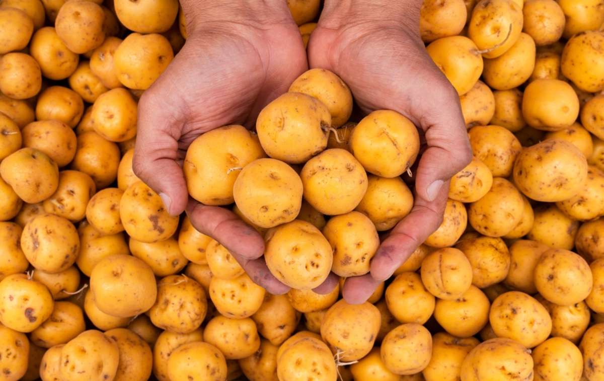 Foto de papa criolla, en nota de cuánto está la papa hoy en Colombia, en precio de criolla, pastusa y más en Corabastos