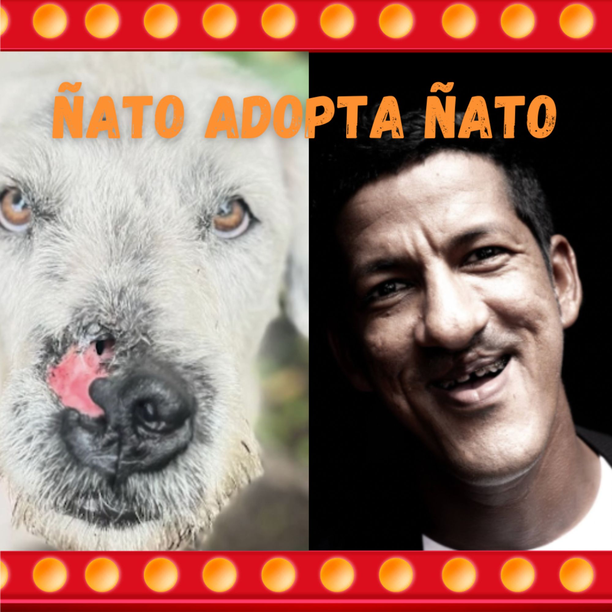 Perros para adopción en Bogotá: cuatro casos de peludos de difícil adopción y que buscan un hogar lleno de amor y los cuidados necesarios.
