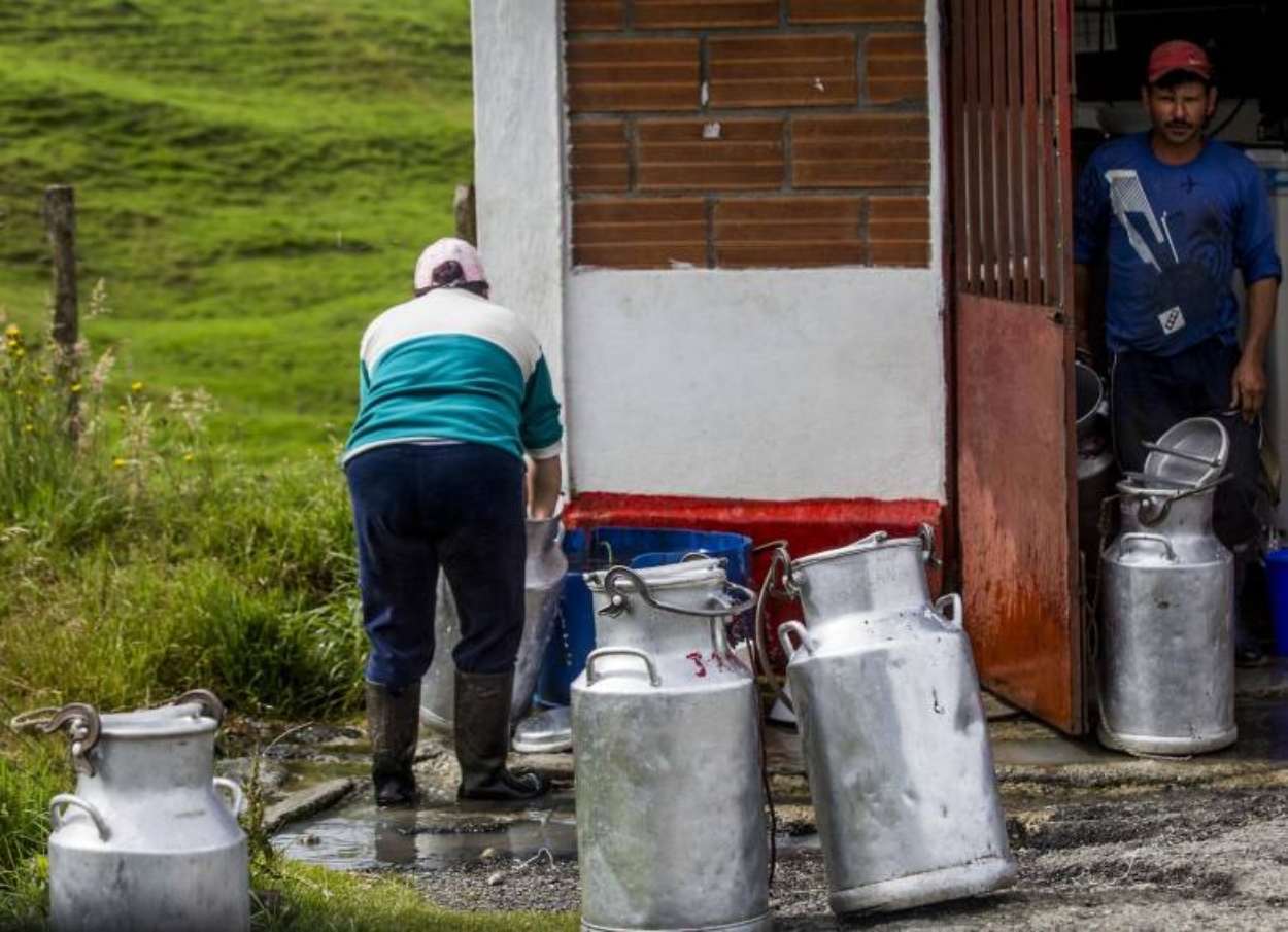 Se agrava la crisis lechera: campesinos están botando la leche que producen por falta de compradores 