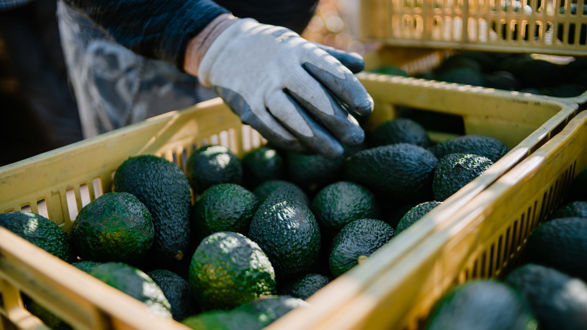 Empresas de aguacate de Colombia, con problemas de vías para exportar la fruta