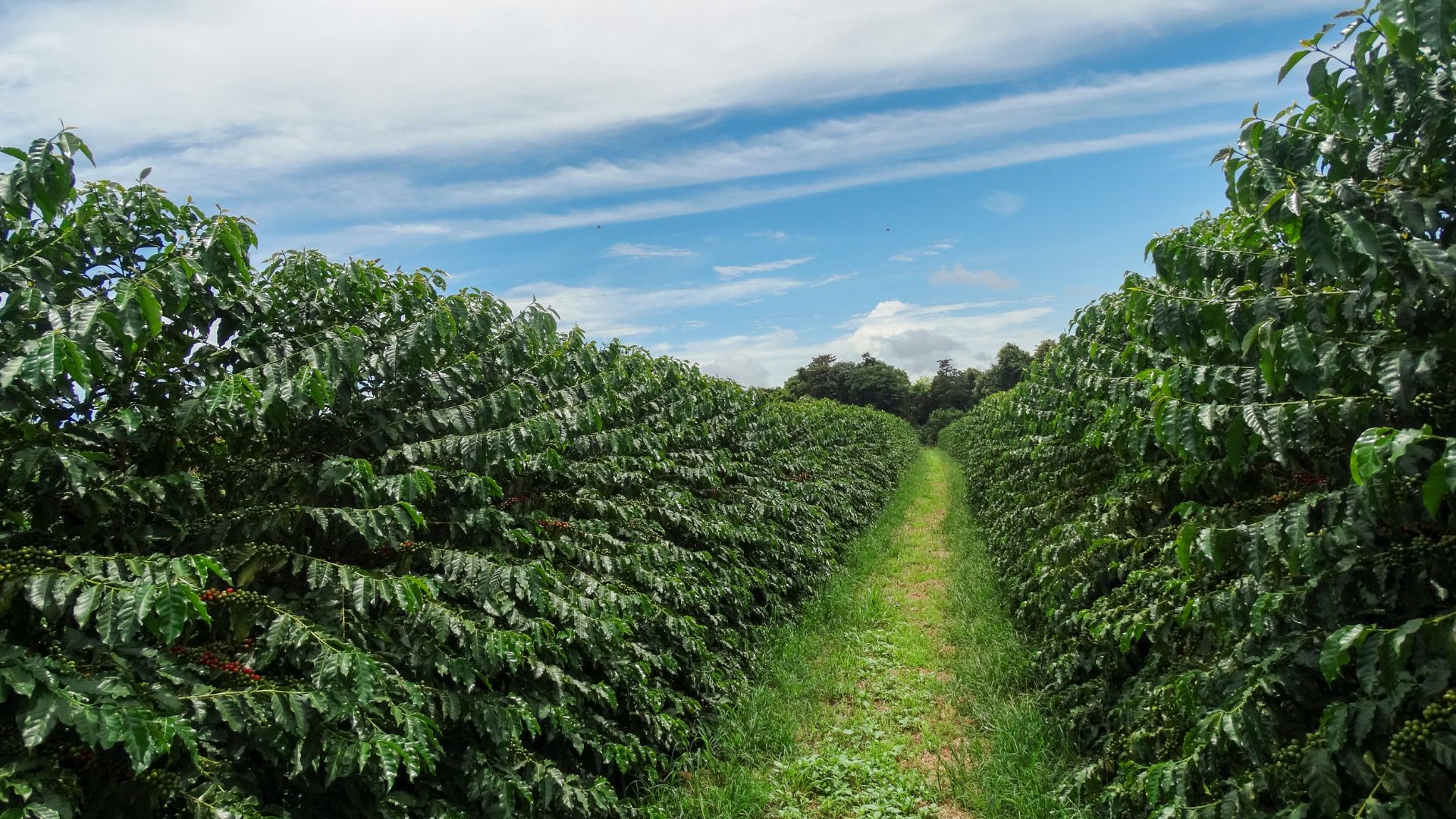 Cultivos de café en Colombia se estarían reduciendo desde 2013, según Bancolombia