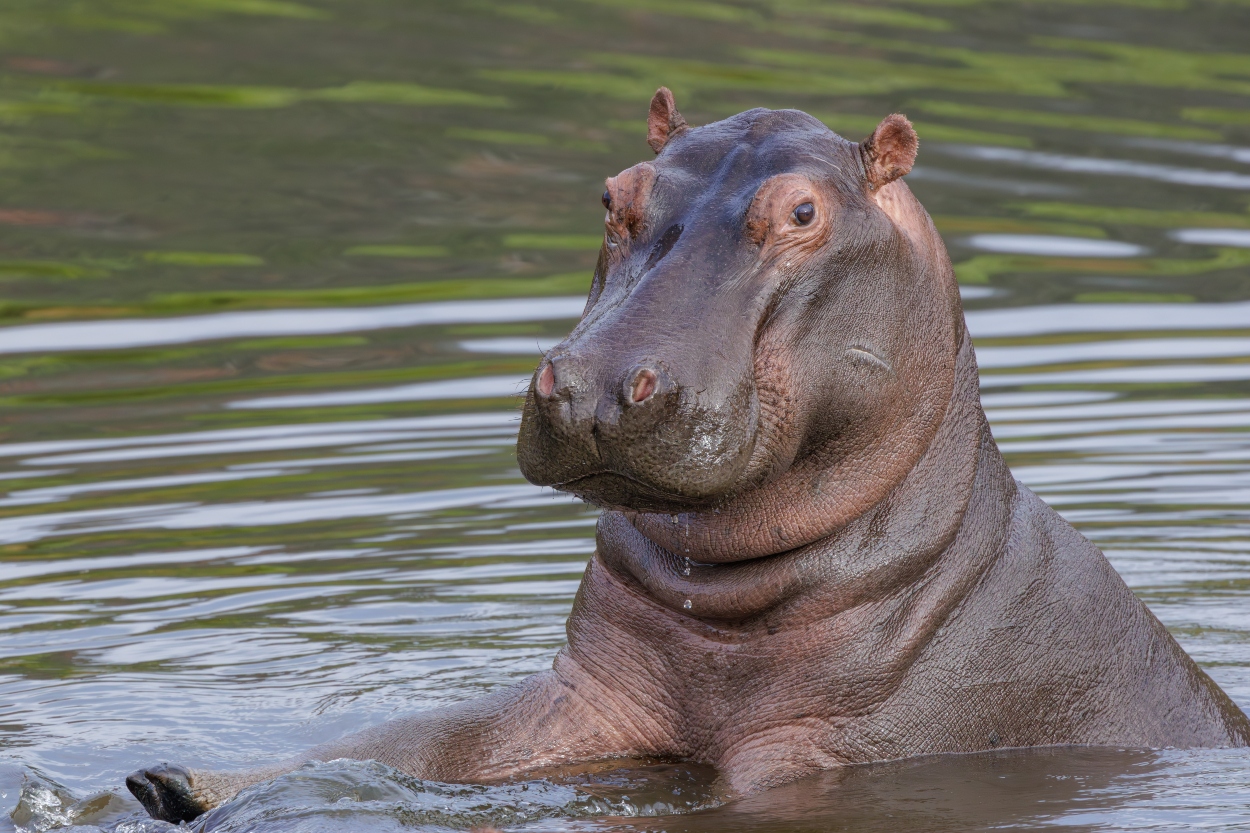 Hacienda Napoles confirmó la muerte de Vanessa, la hipopótamo insignia del parque