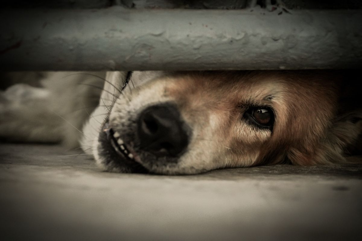 Un perro, entre la vida y la muerte tras recibir disparos en Rionegro