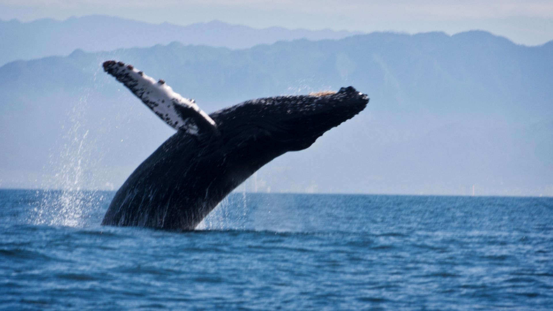 Temporada de ballenas en Colombia 2024 inició y dicen hasta cuándo podrán verse