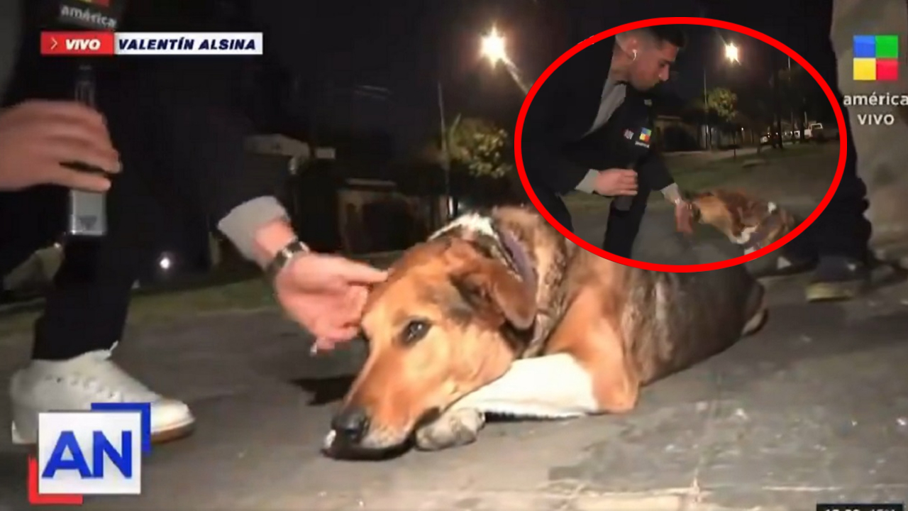 Perro en Argentina mordió a periodista en vivo y video es viral: qué pasó