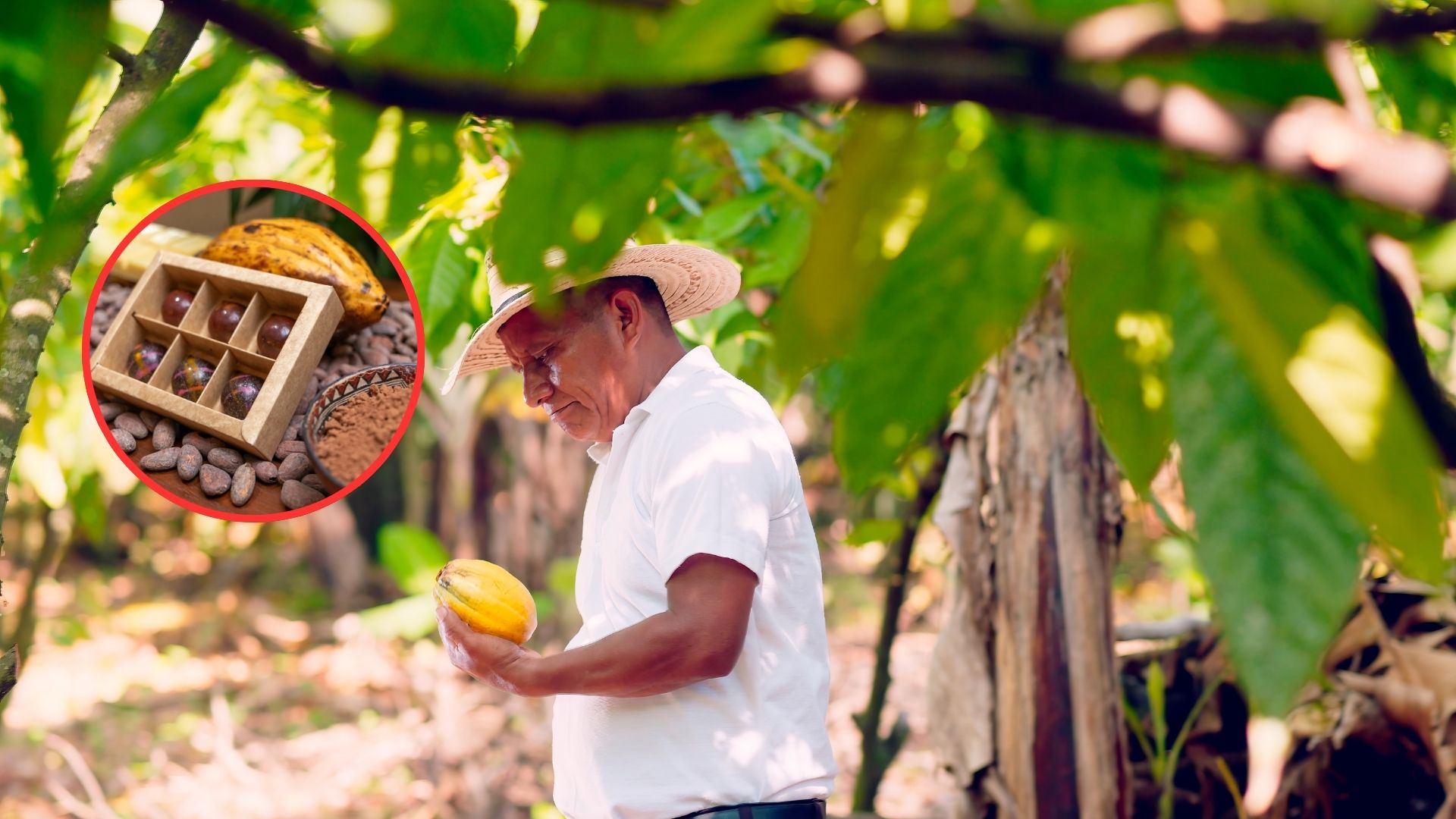 Descubren especie similar al cacao cerca a Colombia: salvará futuro de chocolate