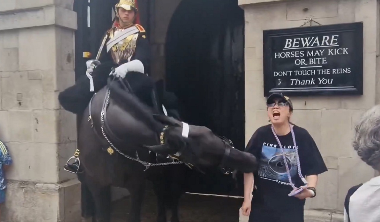 Turista en Londres fue mordida por caballo de la Guardía Real mientras se tomaba una foto: video y qué le pasó