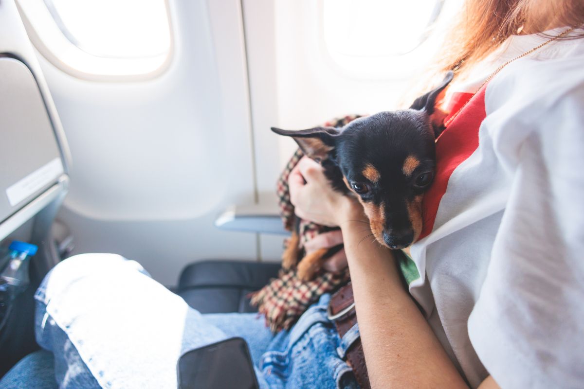 Radicaron proyecto de ley para reglamentar y mejorar los viajes con mascotas