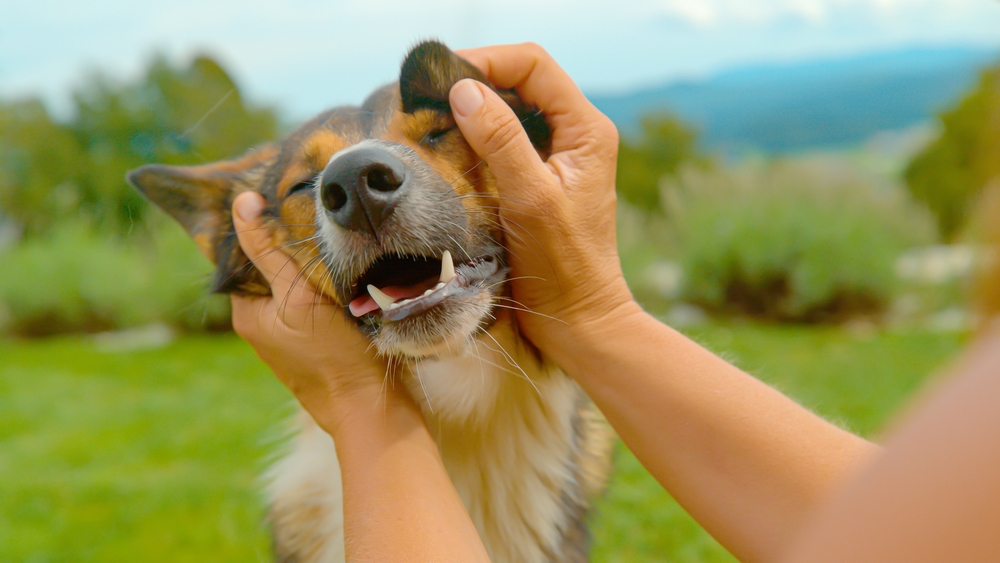 Concurso para perros criollos en Bogotá. 