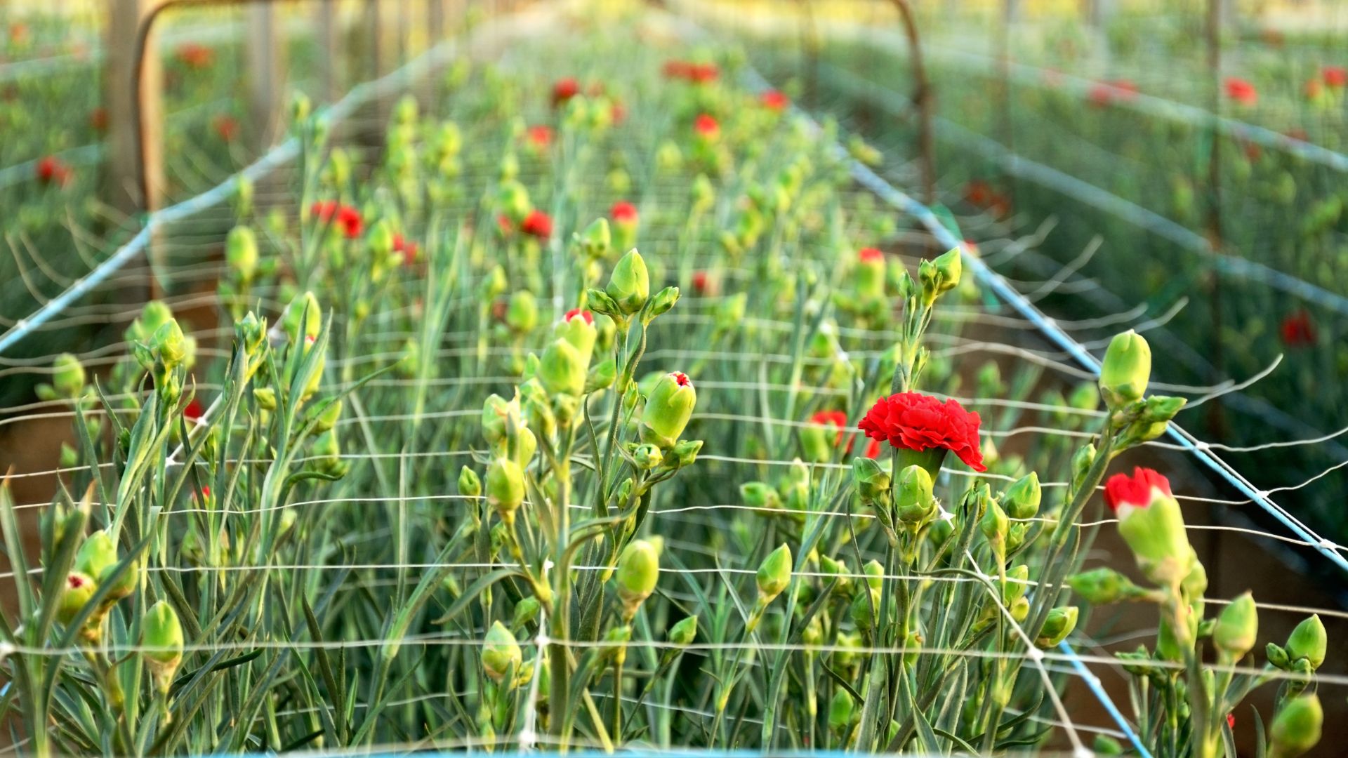 Colombia aumentará exportación de flores Claveles por ICA: será mayor exportador