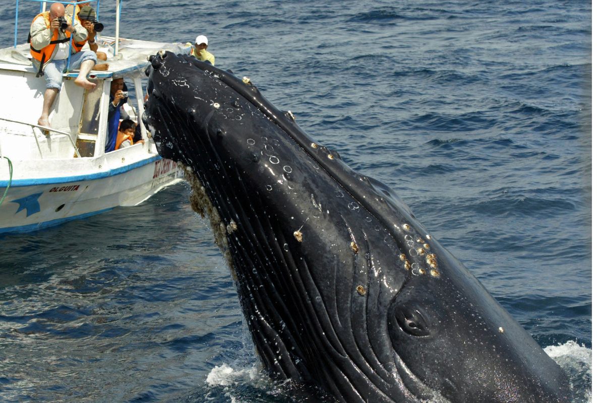 Ballena jorobada sorprendió a turistas en playas de Tumaco, Nariño, al saltar cerca de bote