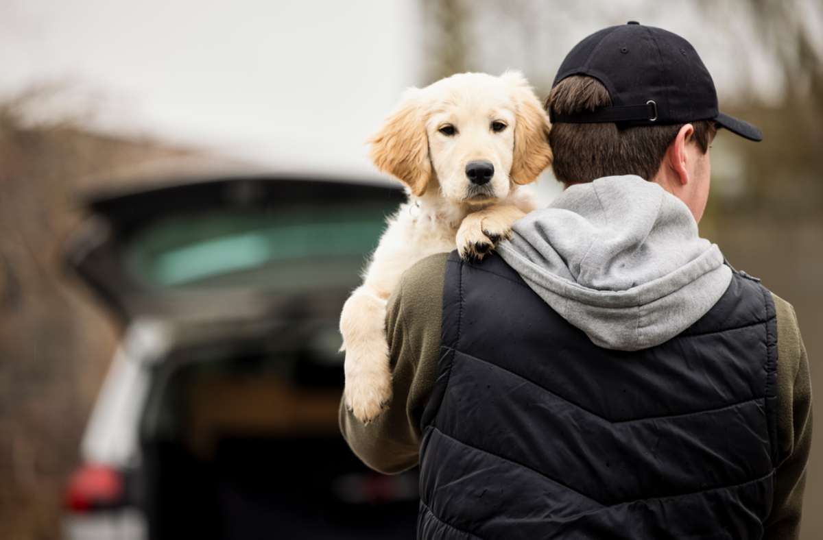 Foto de hurto de mascotas, en nota de cómo es ley por robo de perros y gatos con pena de cárcel y cómo sigue Colombia