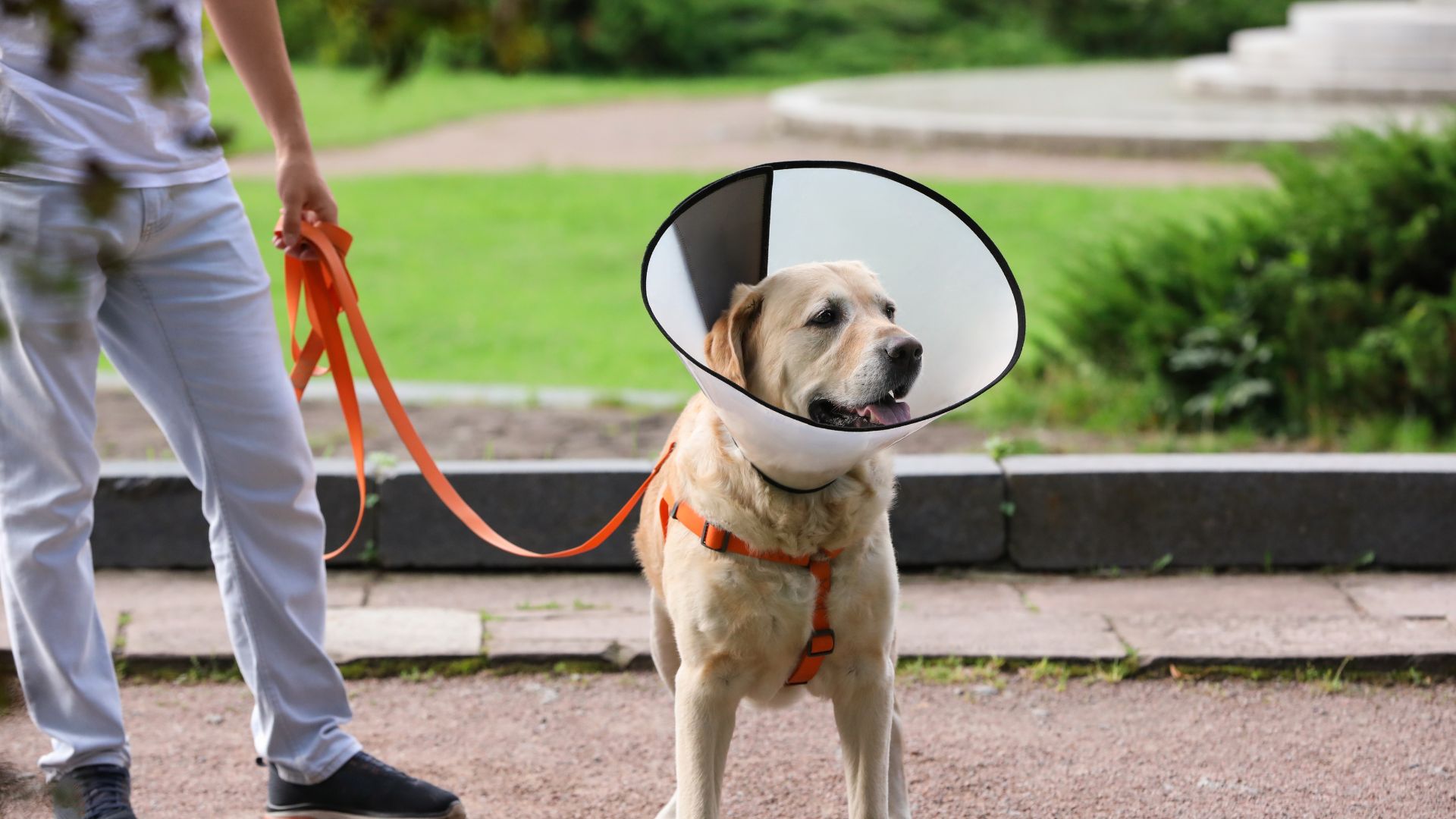 Jornadas de esterilización gratis para mascotas en Bogotá: lugares y requisitos