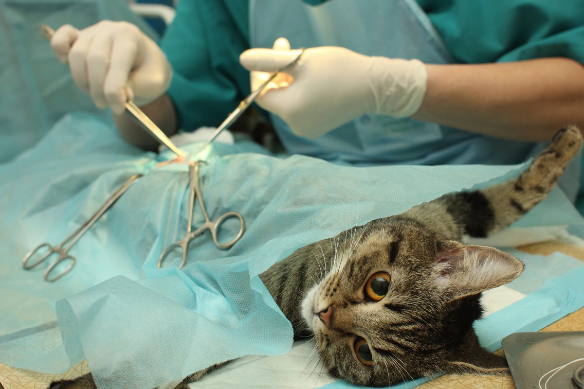 Gato en cirugía, en nota sobre cómo sacar turno para esterilizar a la mascota gratis