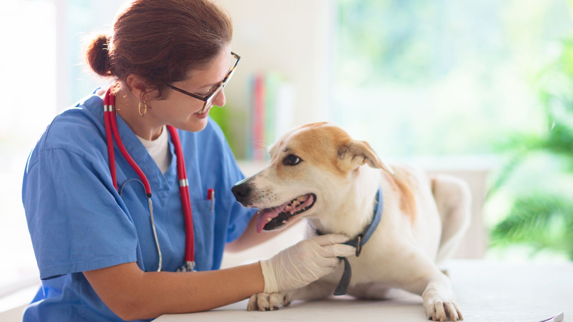 Medicinas y veterinaria para mascotas de calle, con ayuda por banco en Colombia