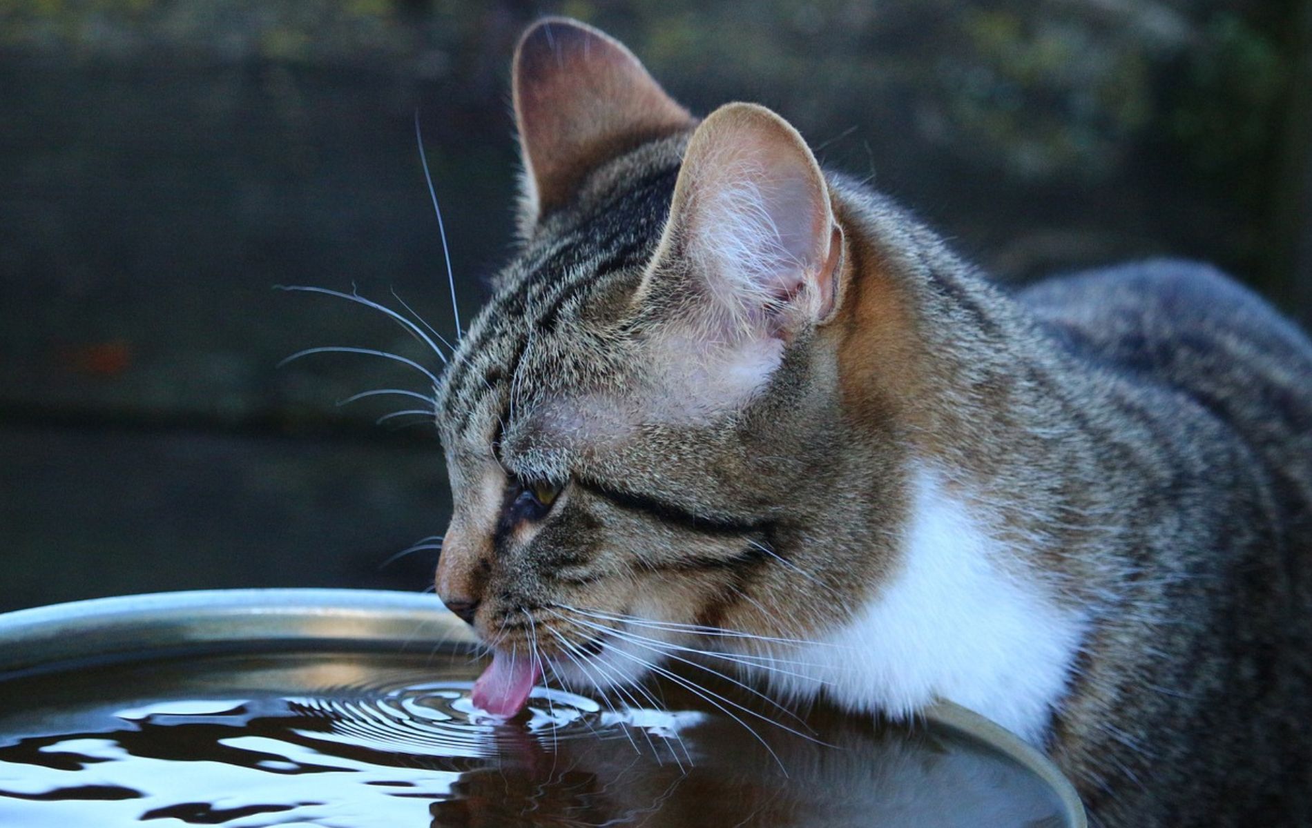 Con qué frecuencia debo cambiar el agua de mi gato; esto debe saber.