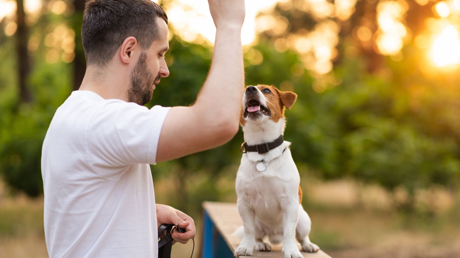 Advierten a dueños de perros en Colombia por enfermedad común: cálculos renales