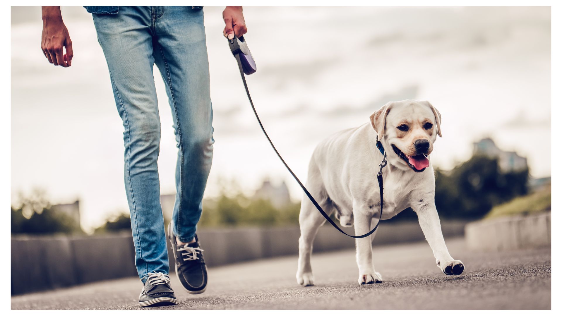 ¿Qué hacer si mi vecino no recoge las heces de su perro? Según el código de policía