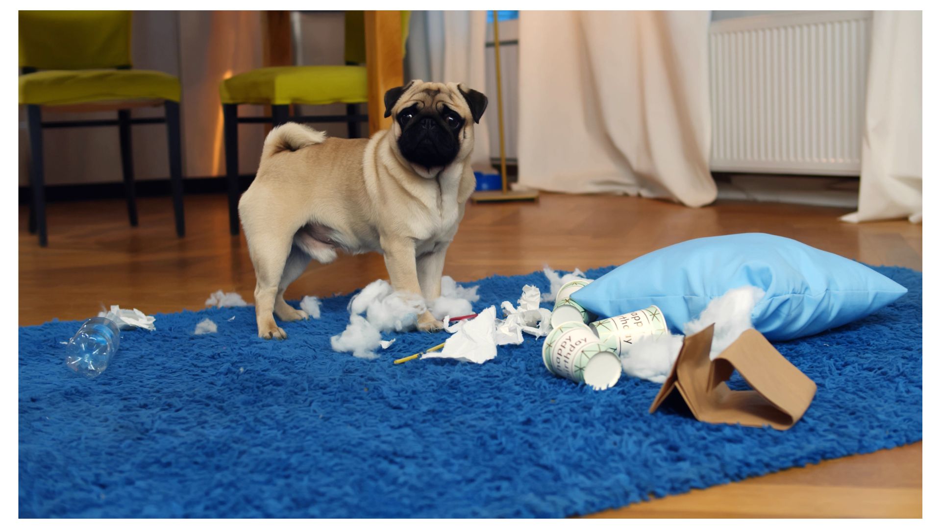 ¿Cuáles son las multas de mascotas en propiedad horizontal? Dura cifra por basura