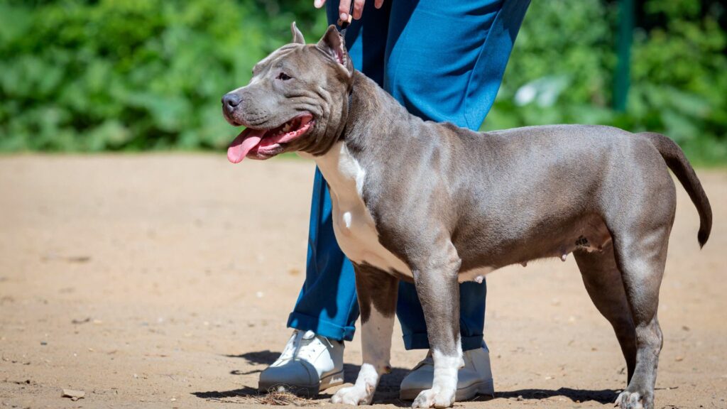 American Staffordshire Terrier / Shutterstock
