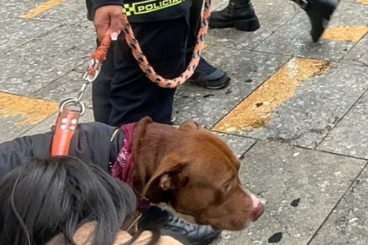 Perro usado para pedir dinero en Bogotá ya tiene nuevo hogar