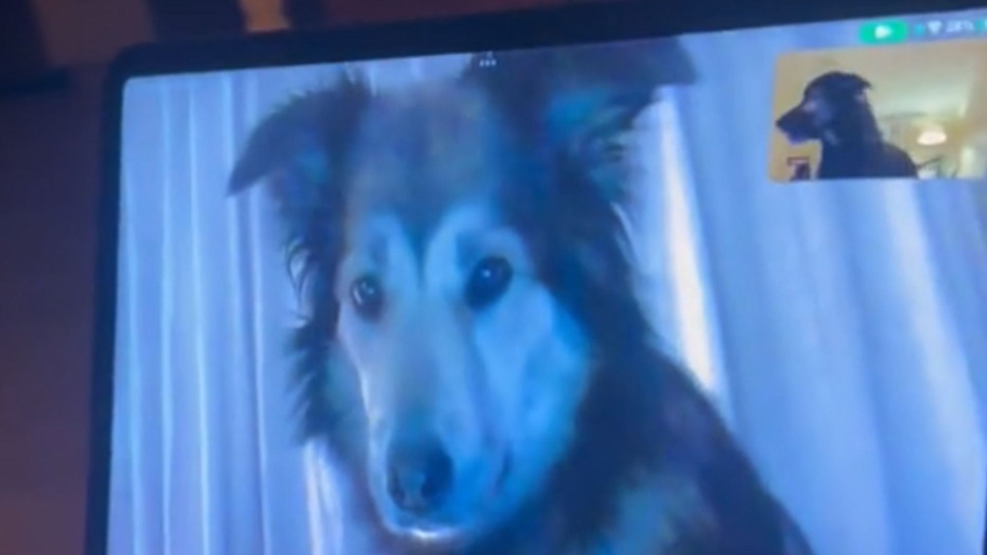 Tiktok: reencuentro entre dos perritos a través de videollamada se hizo viral