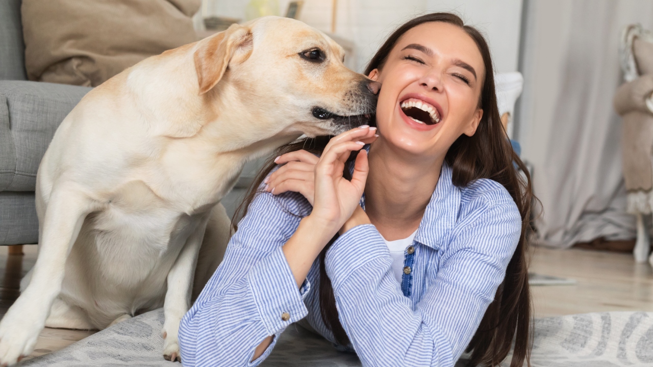 Por qué no dejar que los perros le laman la cara: detalles