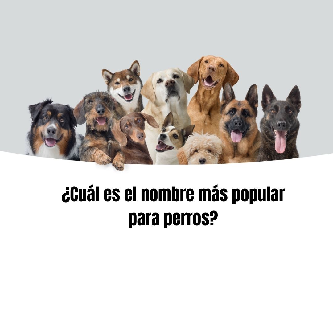 ¿Cuál es el nombre más popular para perros en Colombia 2024? 