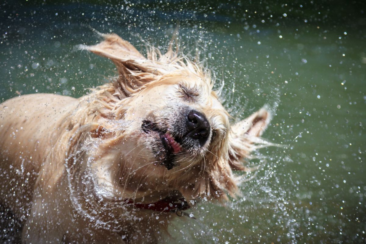 Imagen de referencia de perro golden retriever mojado sacudiéndose.