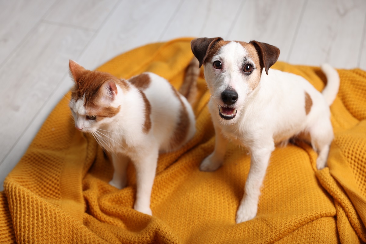 La Corte Constitucional dio anuncio a los que tienen mascotas (perros y gatos) en Colombia: prohíben cirugías estéticas. Acá, todos los detalles.