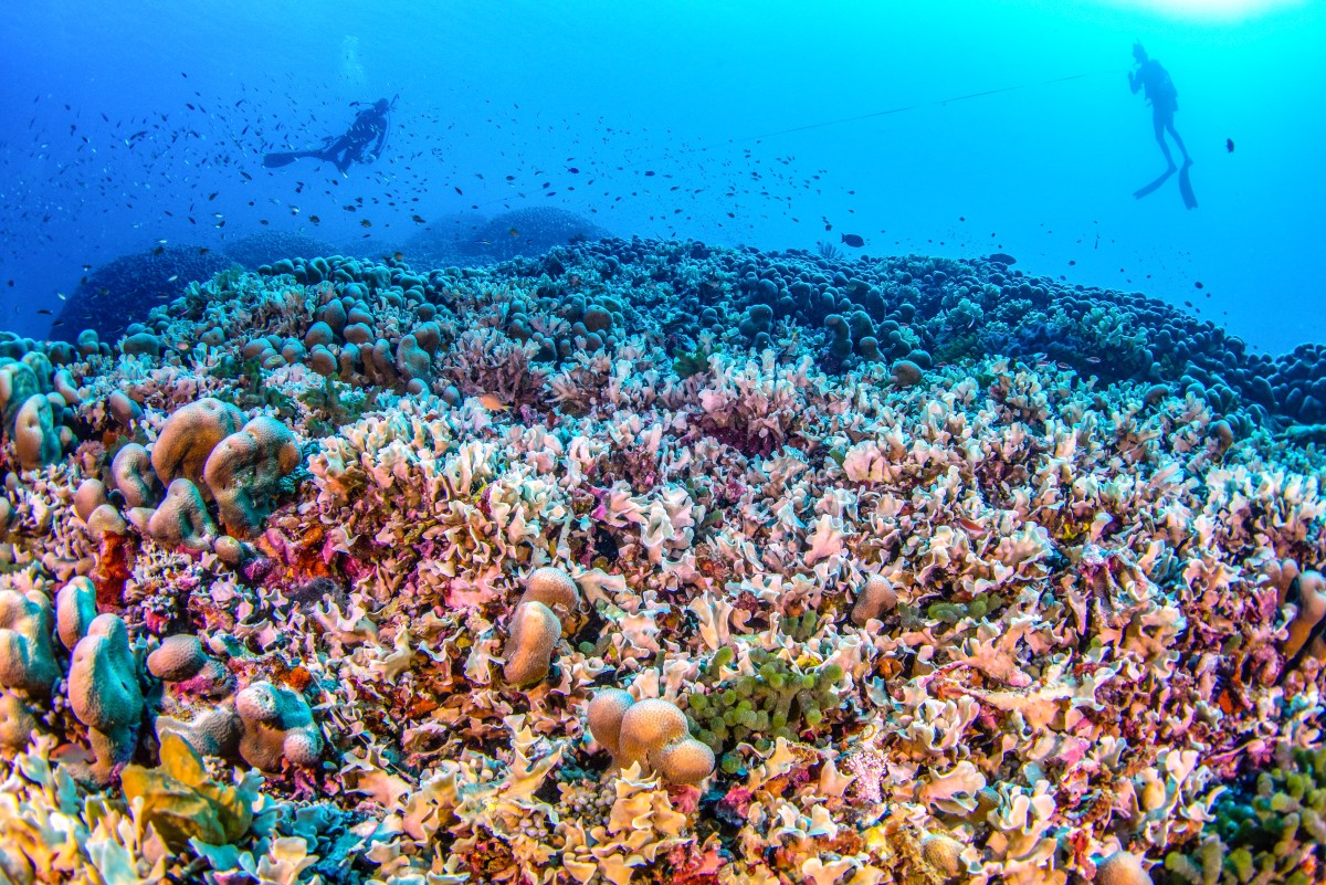 ¿Cuál es el coral más grande del mundo? Fue descubierto en Islas Salomón?