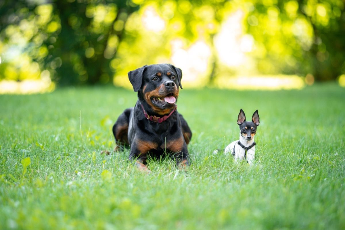 Imagen de referencia de un perro fox terrier y un rottweiler.