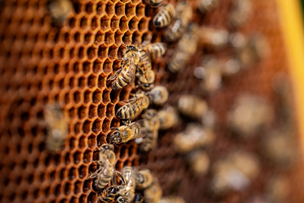 Jóvenes heridos por ataque de abejas 500 picaduras y cayeron a abismo Girardota