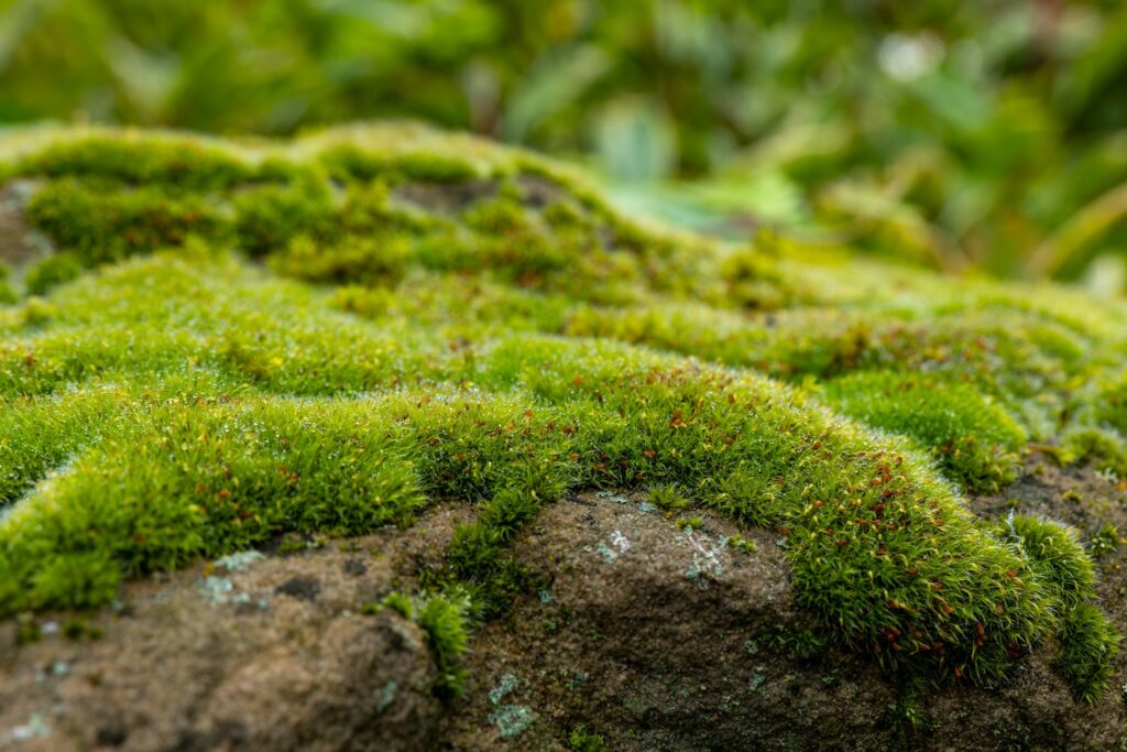 Musgo, mata prohibida en los pesebres. / Shutterstock