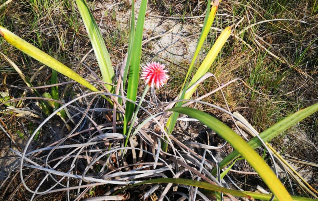 Flor de Inírida, imagen oficial de la COP16. Foto: Pulzo