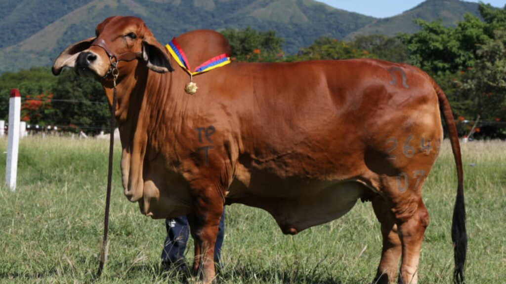 Imagen de referencia / Página Hacienda El Cucharo