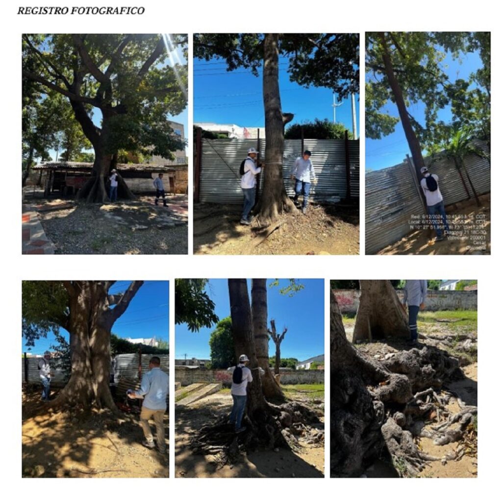 Estos son los árboles que usaron para construir la iglesia. Foto: Corpocesar.