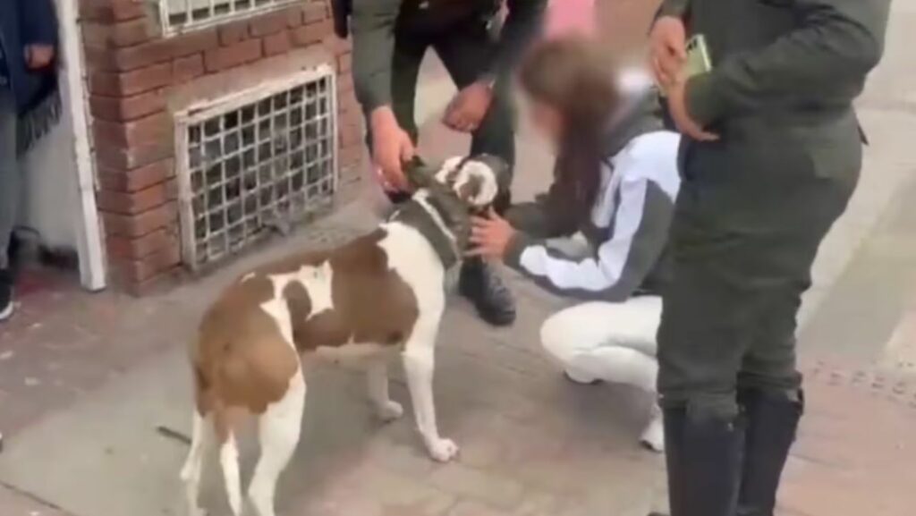 El perro pitbull involucrado en el incidente. / Foto: Policía Metropolitana de Bogotá