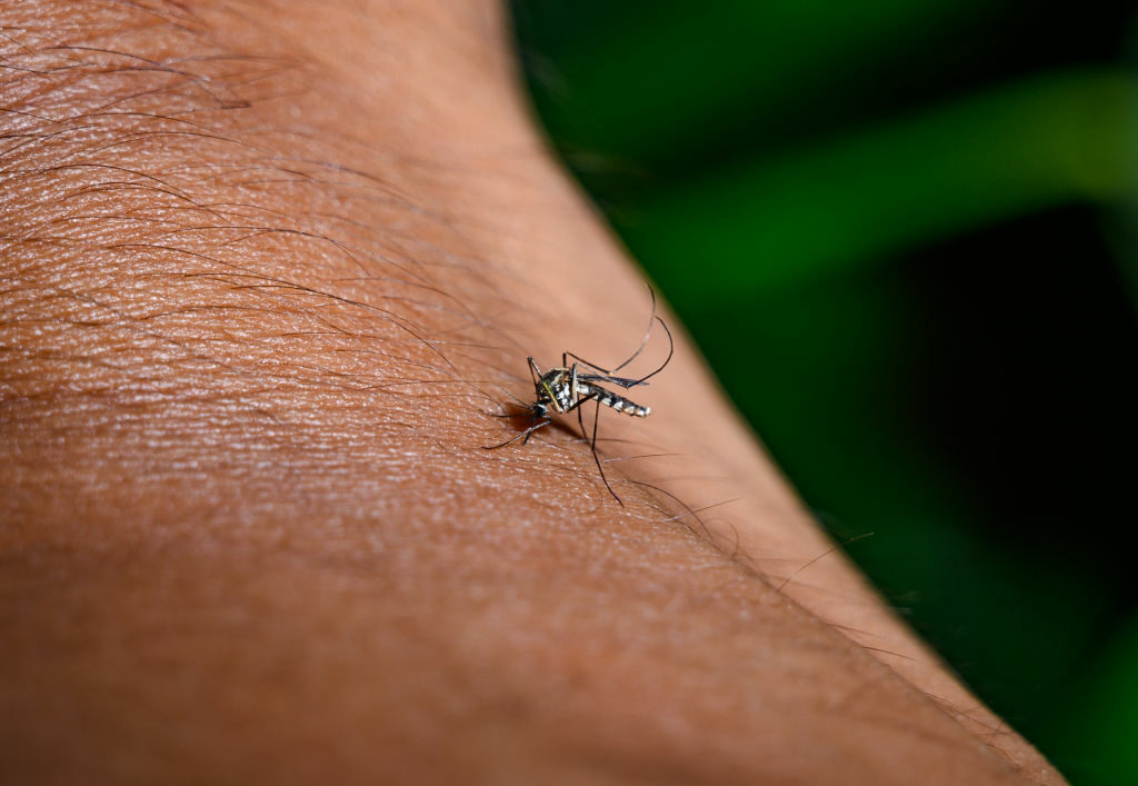 Alerta para estas edades por tasa de mortalidad de la fiebre amarilla (2)