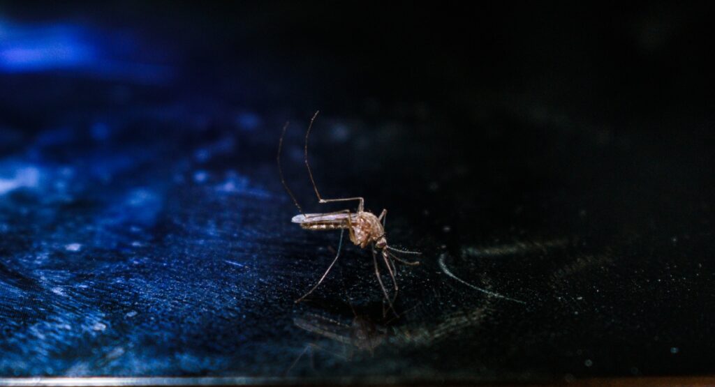 Mosquito Aedes aegypti,
