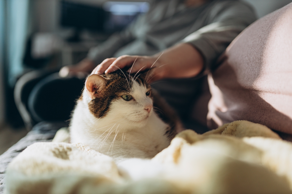 Gato / Shutterstock