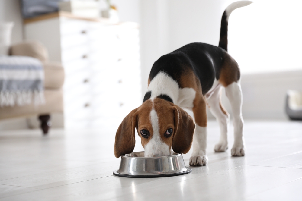 Perro / Shutterstock