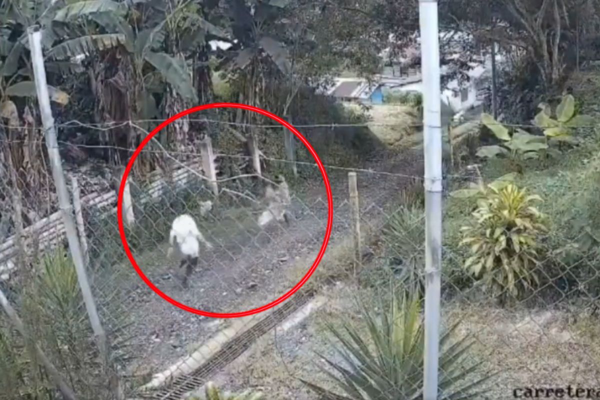 Niña habría sido abusada en Chinchiná Caldas por pastor evangélico