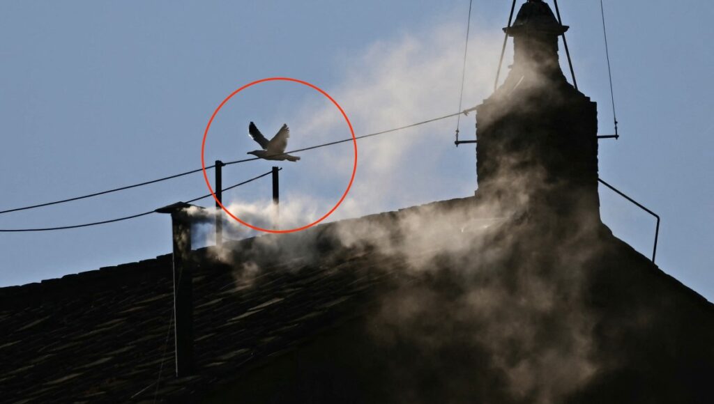 Gaviotas en el Vaticano / AFP