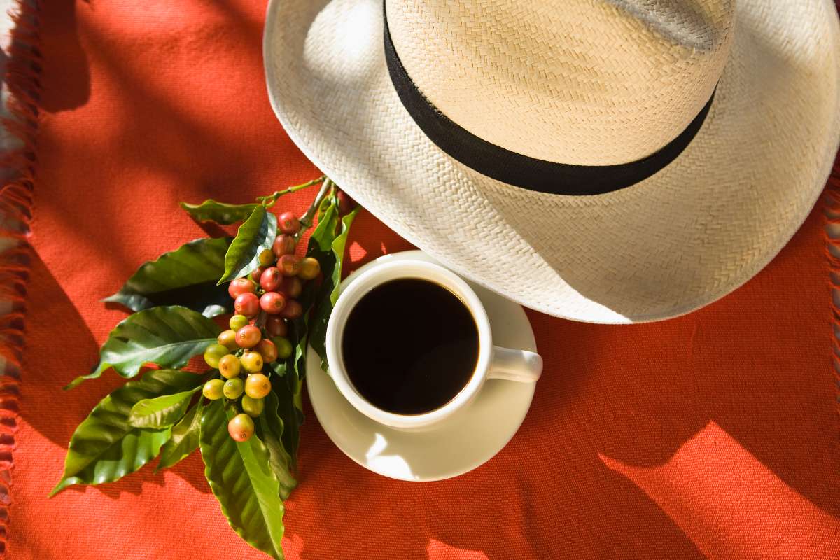 Foto de café en Colombia, en nota de dónde queda Salazar de las Palmas, primer pueblo con café en Colombia: muy bello