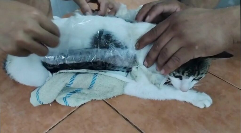 Atraparon a gato con drogas en Costa Rica (AFP)